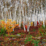 Image of Birches with Autumn Colors.