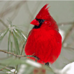 Image of Male Cardinal.
